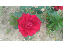 P 20160721 130130 1 p.jpg