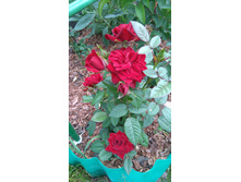 ����� (1).JPG