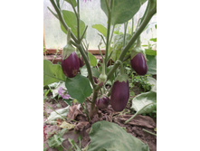 IMG 20160704 082051.jpg