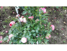 IMG 20160724 091732.jpg