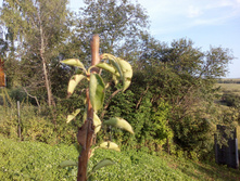 ����� ��������� �����������