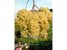 �������� ������ 160���..jpg