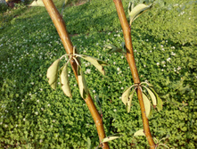 ����� ��������� �����������