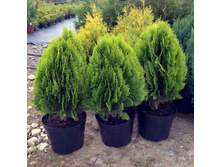 �������������� Platycladus or. Aurea Nana (Thuja) - 1,87  ������ �� ������������  � ������ 3 ����
