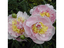 ���� Lavon ���� ����� (Hollingsworth, 1993, ���) ������ 25��   14.43����