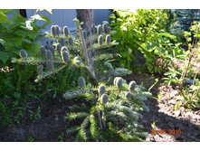 ����� abies koreana silberlocke