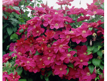 Clematis Rouge Cardinal - 3,37 ������ �� ������������