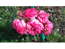 Rosarium Uetersen (5).JPG