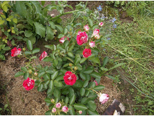 ���� �����������