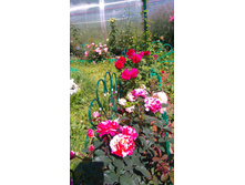 ������� (42).JPG