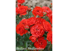 Brillant Meillandina (�����������).jpg