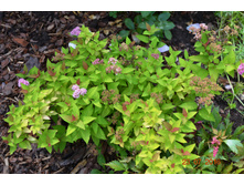 ������ ���� ���������-100�