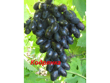 �������� �������� 160���..jpg