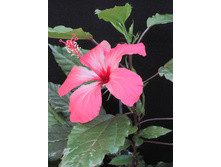 Hibiscus variegata, 2013