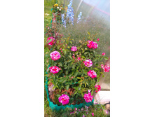 Deep Impression (6).JPG