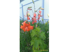 P 20160630 191957 1 p.jpg