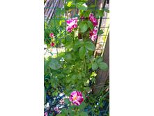 Purple Splash (6).JPG