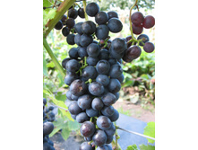 �������� ����������� �������� (3-10-48) 160���..jpg