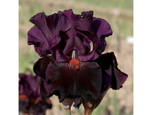 Dracula’s Kiss - 14,92