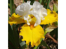 Libellule Jaune - 14,92