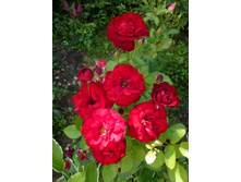 ���� ������