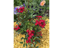 Alberich (��������)