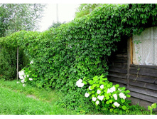 ������� ��������-50�