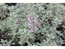 �. �������-������� “Silver Posi”(T. citriodorus “Silver Posi”)