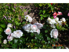 Stephanie Baronin zu Guttenberg (���������)