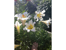 13631471 1444198265605742 3825174789758721657 n.jpg