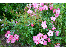 ������� (������)