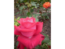 �� ������