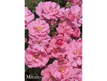 Mirato (����������).jpg