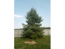 ���� ��������� �����