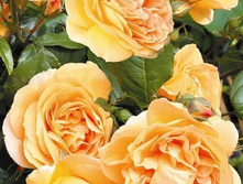 Bernschtein Rose.jpg