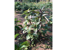 ������� �����������