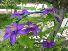 ������ ���