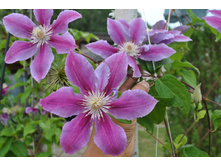 �������� ���������������