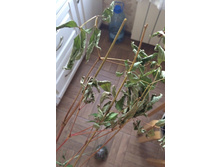 �������� - �����, ��� ����� ��� ����