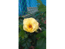 Golden Showers (1).JPG