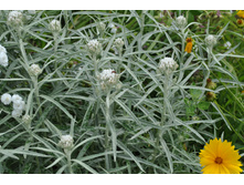 �������� ���������