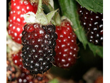 ��������� Rubus loganobaccus - 2,49  ������ �� ������������
