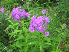 ���� �������1.JPG