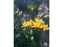 13557790 1442897499069152 7696874760467216832 n.jpg