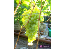 �������� ����� 160���..jpg