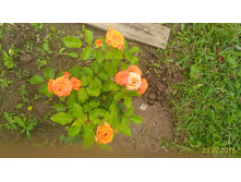 P 20160723 153840 1 p.jpg