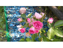 Pink-Grootendorst-nah (6).JPG