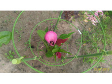 P 20160703 195155 1 p.jpg