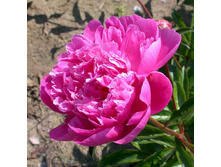 ���� Dayton ���� ������ (Krekler, 1962, ���) ������ 25�� 11.57����