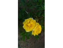 P 20160703 195102 1 p 1.jpg